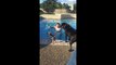 A yorkshire jumps on another dog swimming in a pool