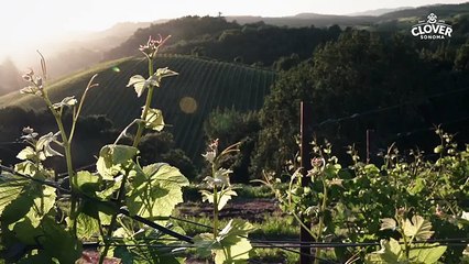 Insolite : partez à la rencontre de Bas de Groot, premier sommelier du lait