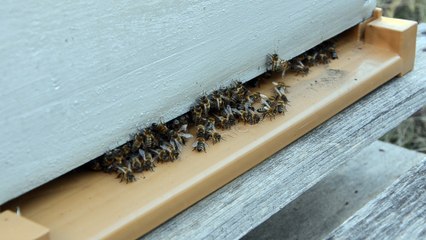 01/07/17 Colonie "Batterie" sur ses gardes !