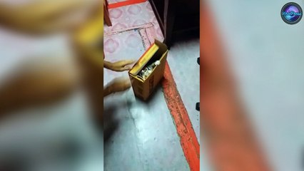 Kitten Playing Peekaboo In Cardboard Box