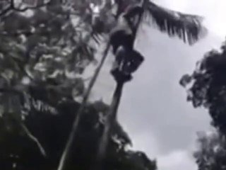 الرجل القرد