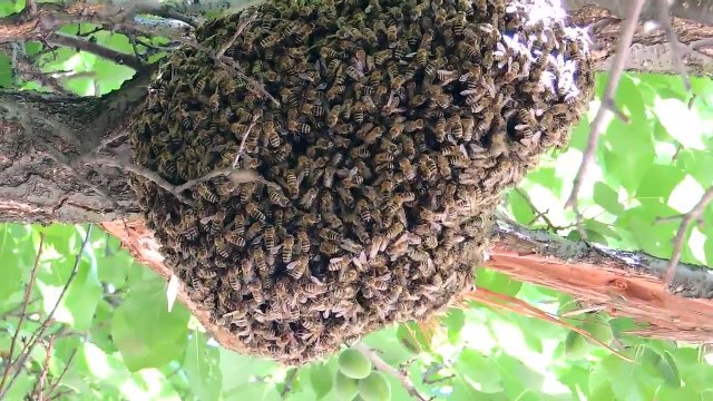 пчелиный рой аудиокнига