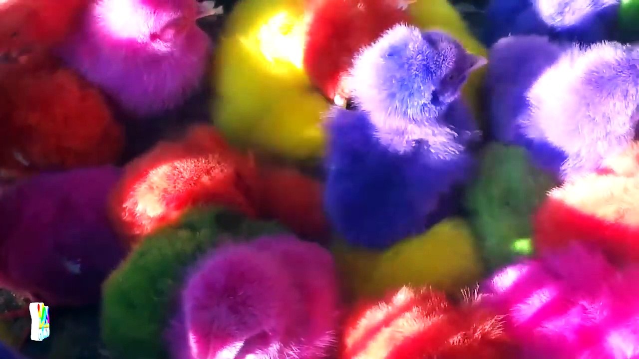 Rửa mặt như mèo, Chú mèo con, Nhạc thiếu nhi Xuân Mai Remix