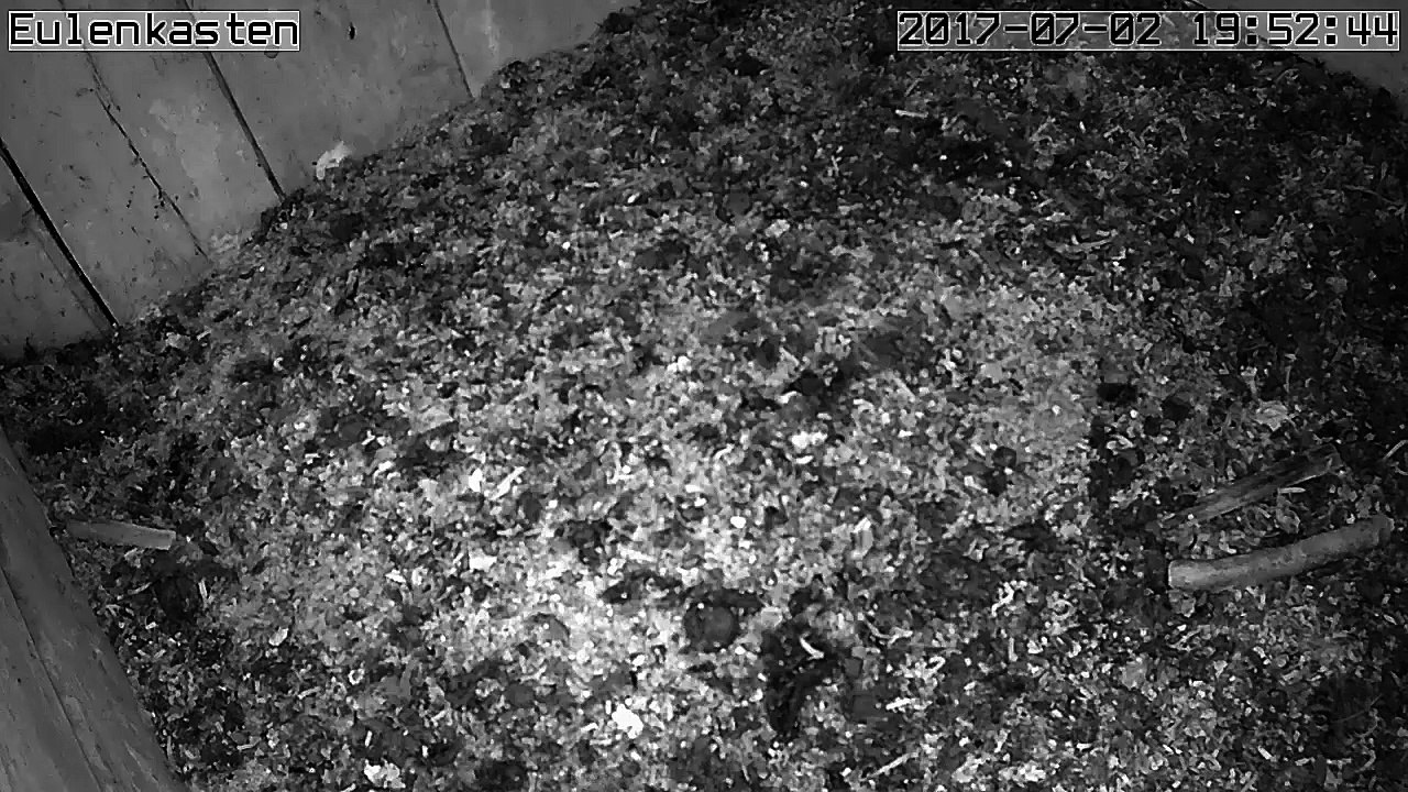 Turmfalken, 02.07.2017 #2