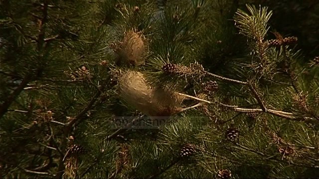 Pishat e Korçës, të prekura nga procesionarja - Top Channel Albania - News - Lajme