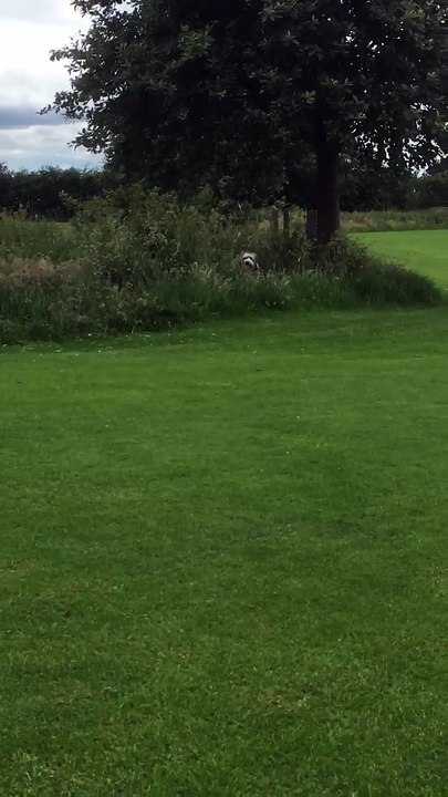 Cette chienne refuse de quitter le parc, ce qu'elle fait est très rusée