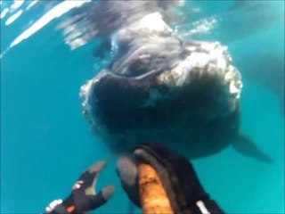 Curious Whale 'Boops' Tasmanian Diver