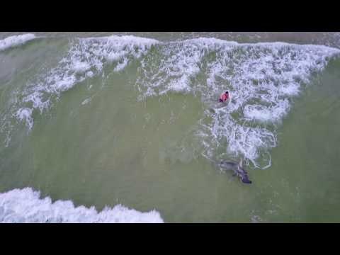 Fisherman Reels in Hammerhead Shark off Panama City Beach