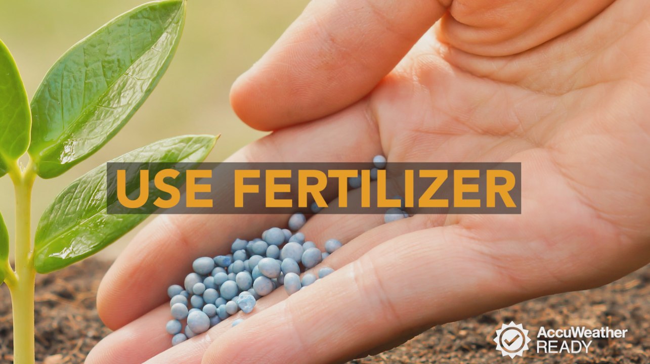 How to keep your flowers healthy in the summer