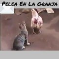 Peleas de animales - La Gallina y el gato