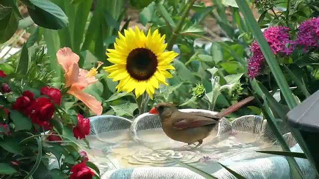 Natureza Viva - Pássaros e animais exóticos