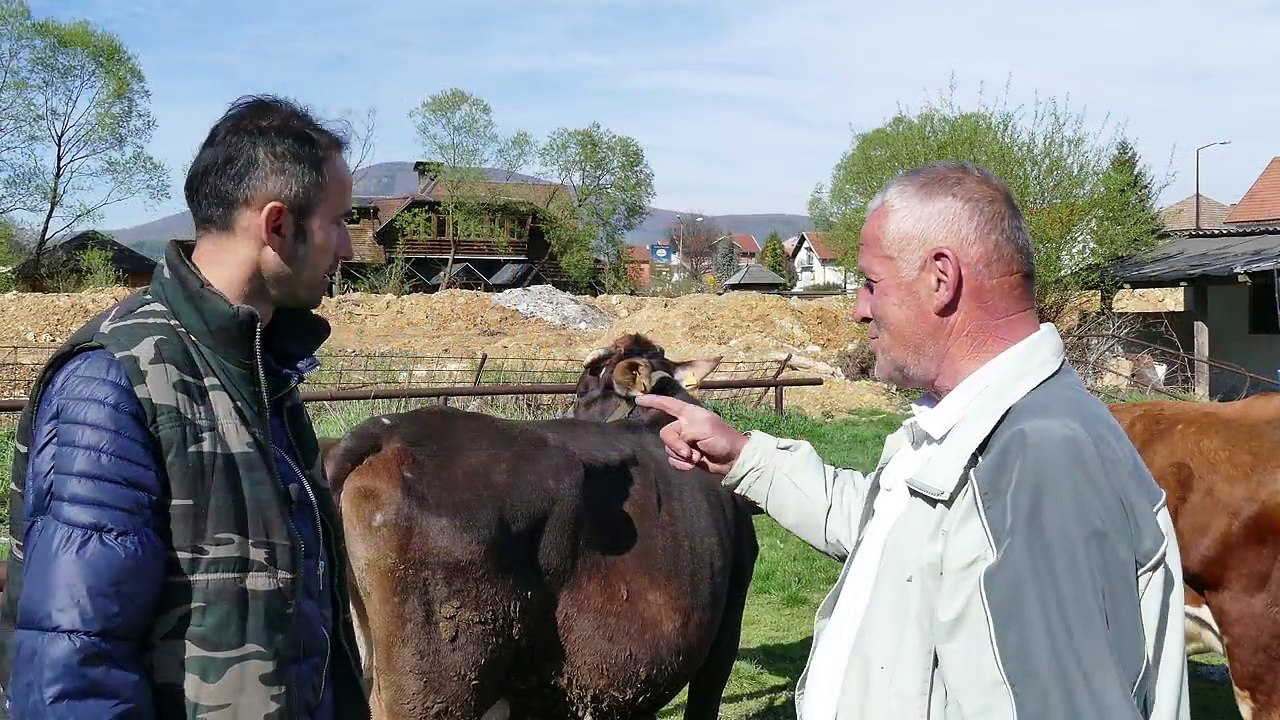 POŠTO KRAVE JARANE? TURBET - TRAVNIK