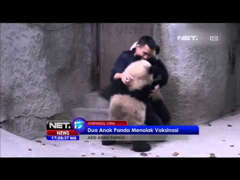 2 Anak Panda Menolak di Vaksinasi - NET17