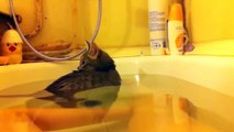 Funny Cats Enjoying Bath _ Cats Th