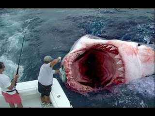 Top 10 Animales Más Grandes Del Mundo Y De La Historia