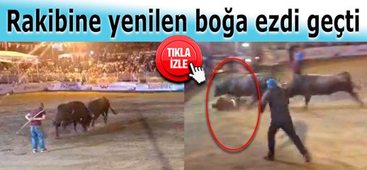Rakibine yenilen boğa kaçarken 1 kişiyi yaraladı