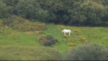 Unicorn sighting caught on