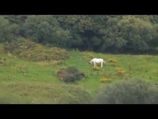 Unicorn sighting caught on