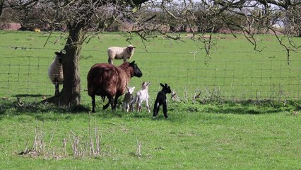店橋憲一の動物シリーズ10