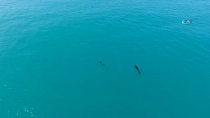 İstanbul Boğazı'nda Yunusların Dansı Drone ile Havadan Böyle Görüntülendi