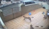 LiveLeak - Thieves steal dogs