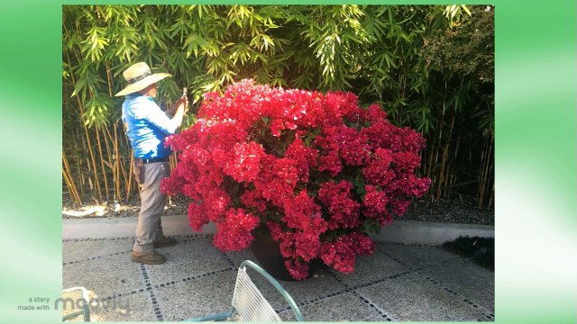 Gardeners Company Santa Barbara