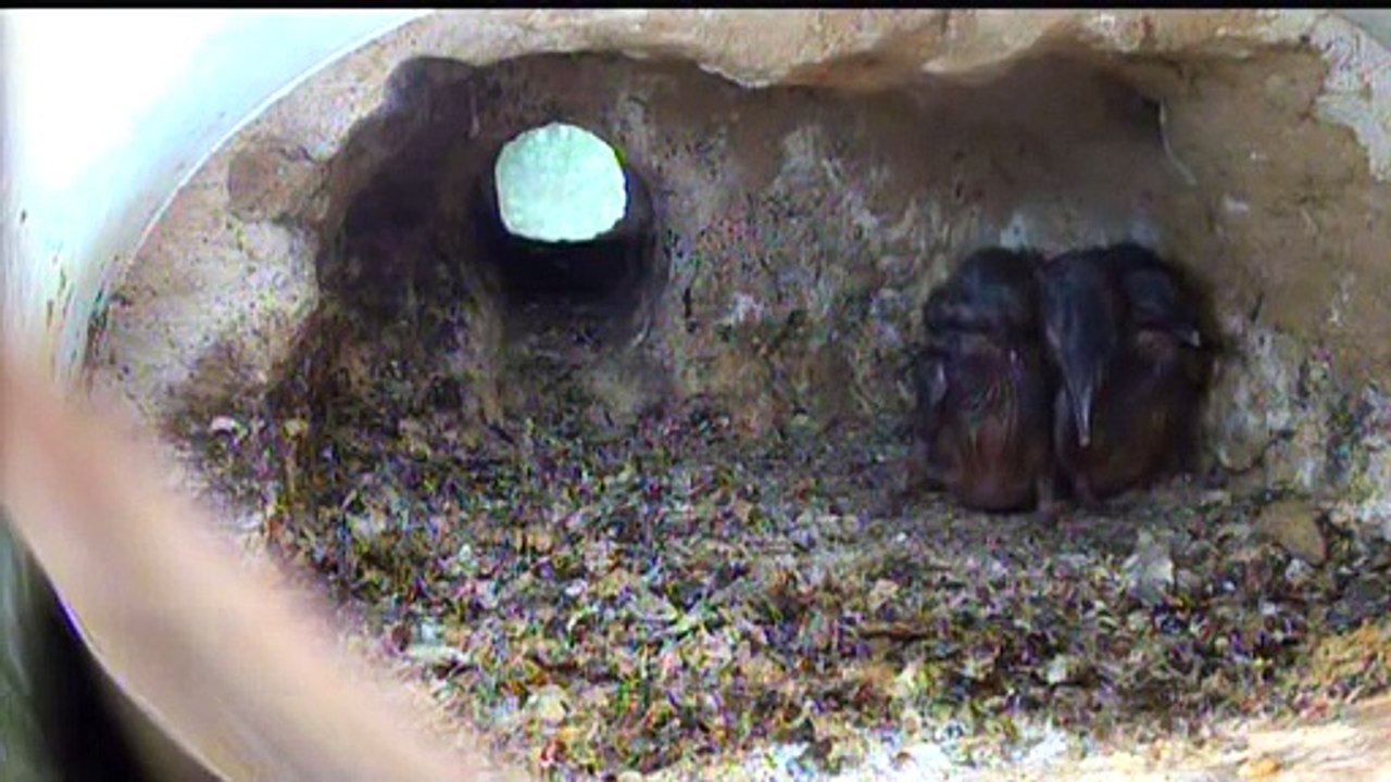 Live aus der Eisvogel Bruthoehle (2265)