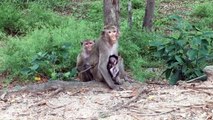 Happy With Monkey Meeting Beautiful girl at Angkor Wat Funny Monkeys Group With Girl #193