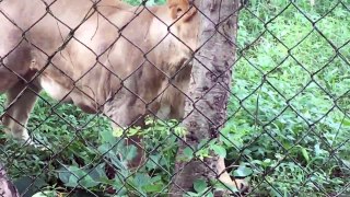Lion 2017 DOCUMENTARY FASCINATING LIONS ENGLISH #192