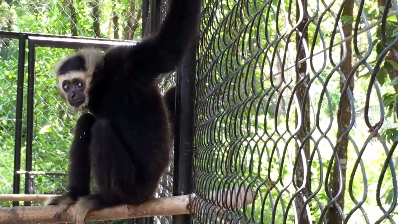 Travel Most Amazing Monkeys Meeting with Group Monkey on the car Funny Monkey meeting #194