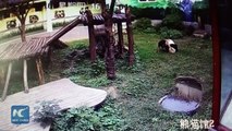 Un touriste entre dans le parc des pandas et se fait attaquer