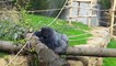 Visite de la nouvelle vallée des grands singes au Zoo d'Anvers
