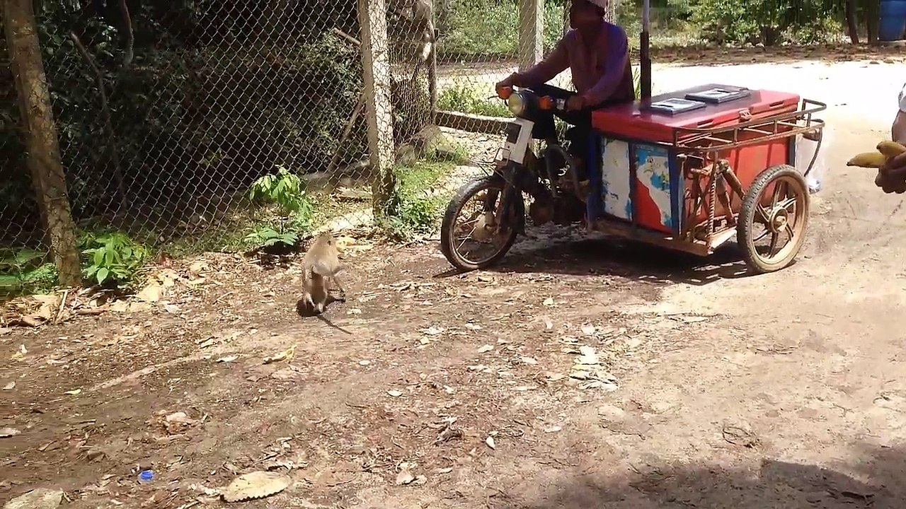 Happy With Monkey Meeting Beautiful girl at Angkor Wat Funny Monkeys Group With Girl 2017#191