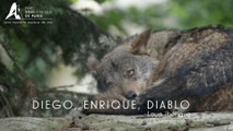 La meute des loups ibériques