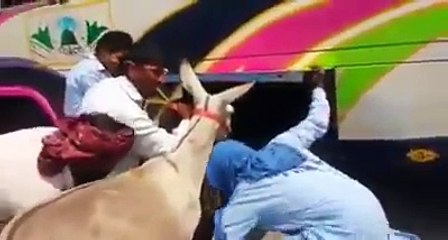 How to put donkey into bus