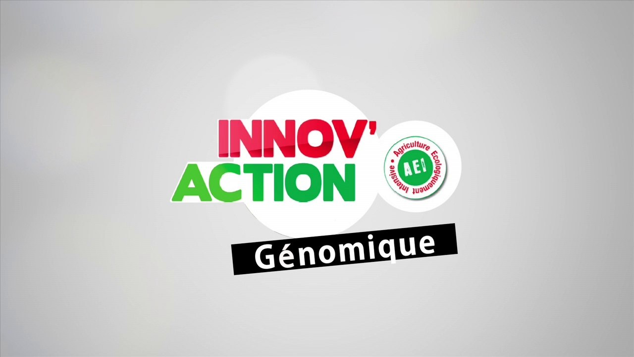 La génomique dans le troupeau allaitant