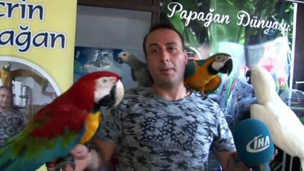 Sıcaktan Bunalan Papağanlara Dondurmalı Serinlik