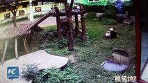 Ce touriste débile pénètre dans l'enclos des pandas et va etre attaquer