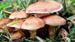 10 Interesting Facts About Mushrooms