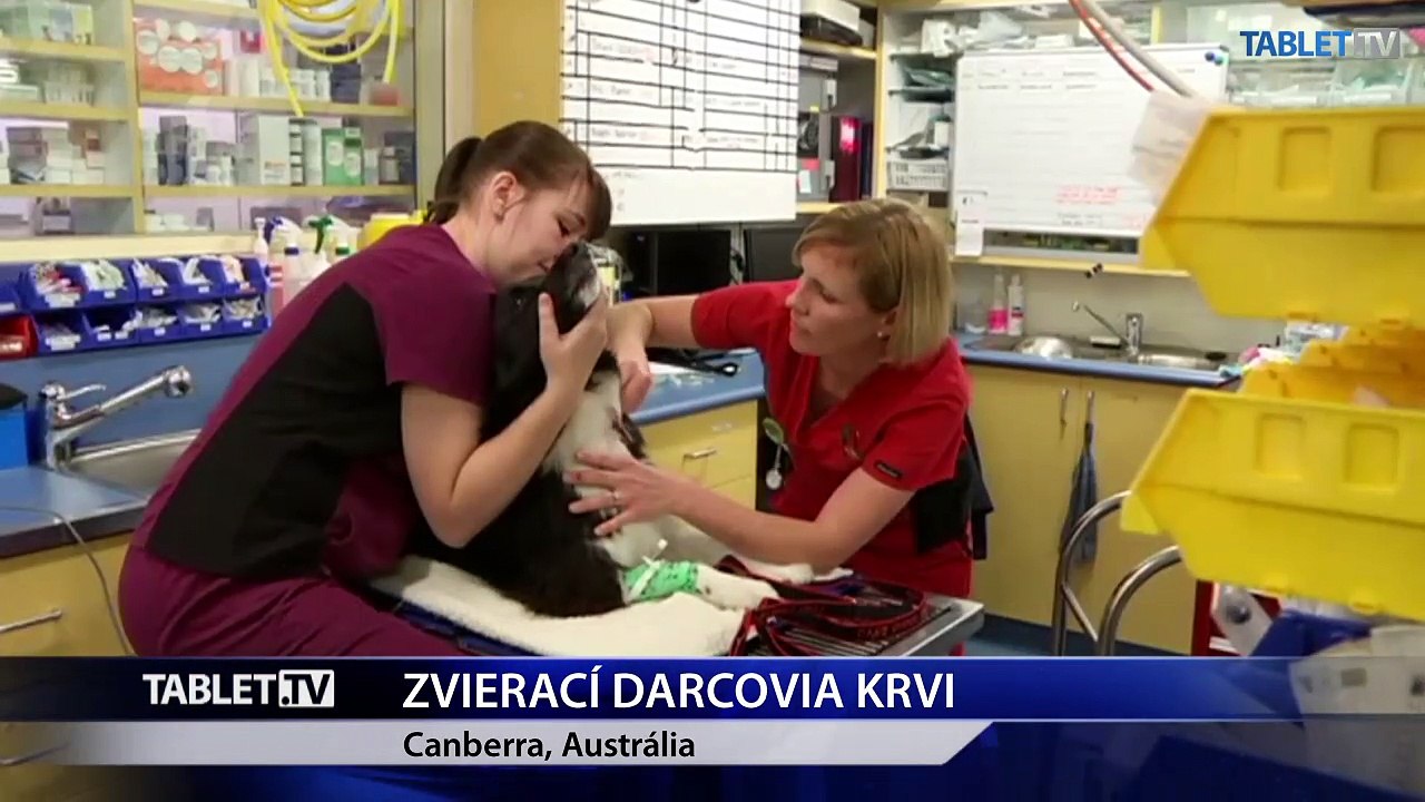 Darovanie krvi funguje aj v ríši zvierat, veterinárom pomáha zachraňovať psy či mačky
