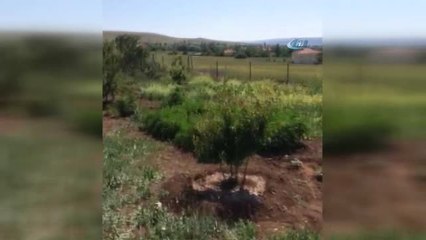 Sivas'ta 2 Bin 331 Kök Hint Keneviri Ele Geçirildi