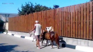 Funny Horses 20