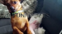JEALOUS DOGS Want Attention From Their Owners 2017  [Funny Pets]
