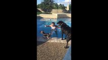Un petit yorkshire saute sur le dos d'un autre chien dans une piscine