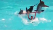 Funny Dolphins Compilation _ Dolph st animals