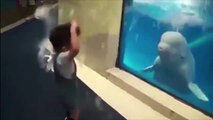 Funny Dolphins Compilation _ Dolphins are one of the smartest animals