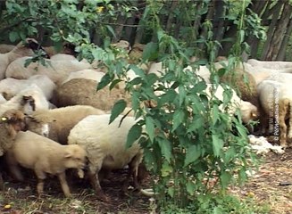 Ovčarstvo Novici omogućava bolji život,  03. jul 2017 (RTV Bor)