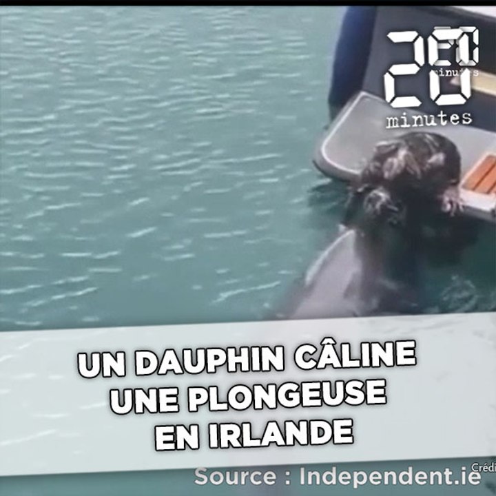 Une femelle dauphin câline une plongeuse en Irlande