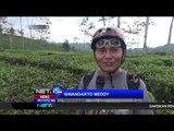Hobi Ekstrem, Bersepeda di Kebun Teh Bandung - NET24