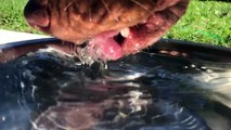 Slow motion close-up of Piglet drinking water